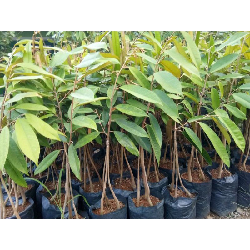 durian musangking kaki3 hasil okulasi