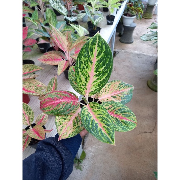 aglonema big papa mutasi ekonomis / bigpapa mutasi sesuai foto