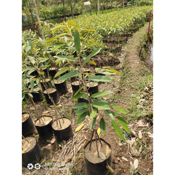 Bibit Durian Musangking Kaki 3