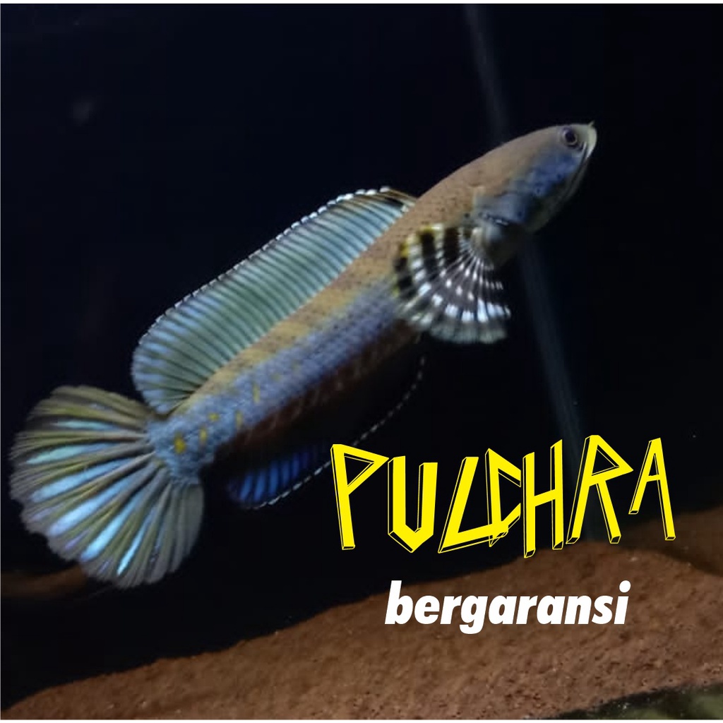 PULCHRA BAHAN PROGRESS GRADE PREMIUM