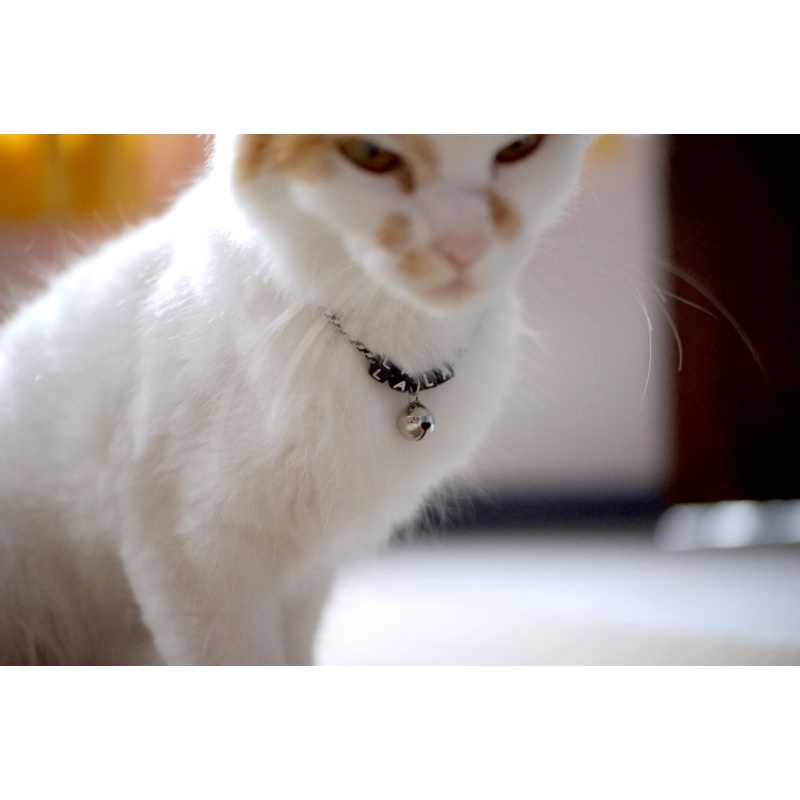 KALUNG KUCING CUSTOM NAMA TERMURAH (REQUEST NAMA KUCINGMU)