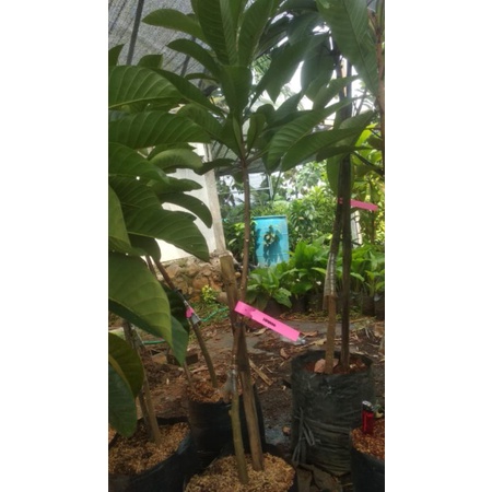 mamey sapote havana ekonomis