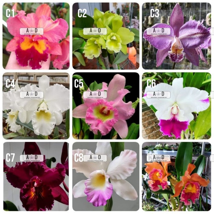Paket 5 Seedling Anggrek Cattleya HP / Anggrek murah