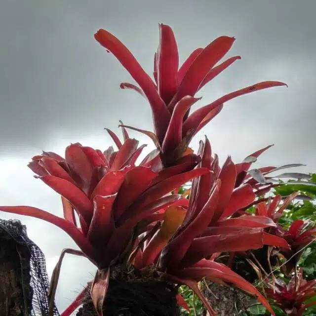 Tanaman hias bromelia merah dewasa / bromeliad fireball pohon hidup - TitipBibit