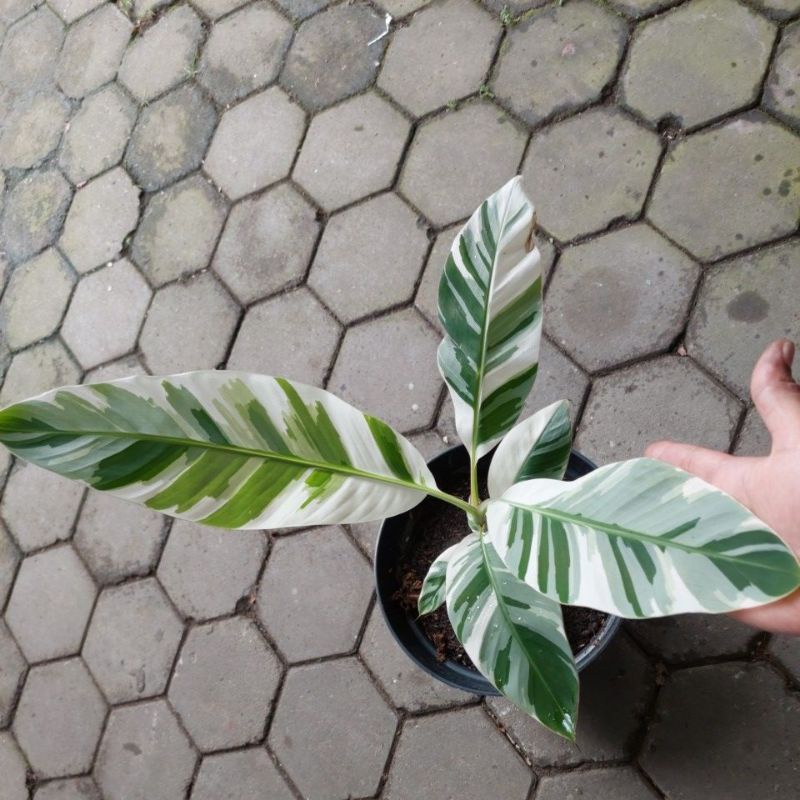 Pisang varigata florida