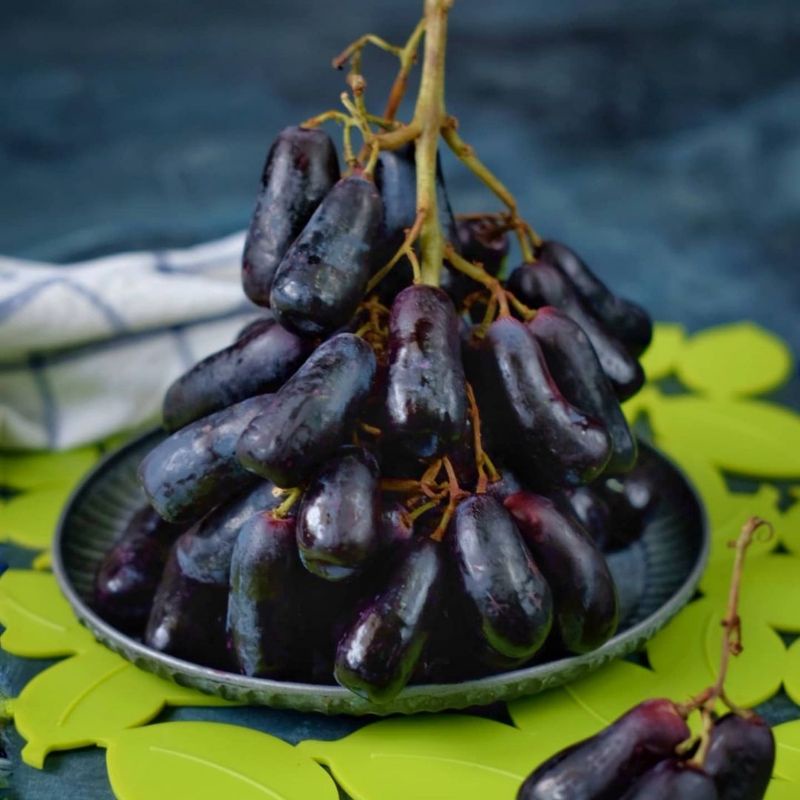 Bibit Anggur Import Moondrop Sweet Saphire Grafting - pohon anggur import