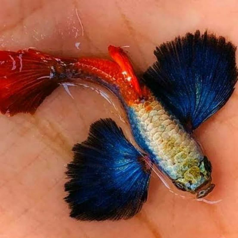 ikan hias guppy prtde platinum red tail dumbo ear sepasang