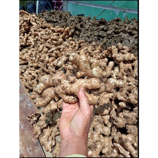 

jahe gajah 1kg