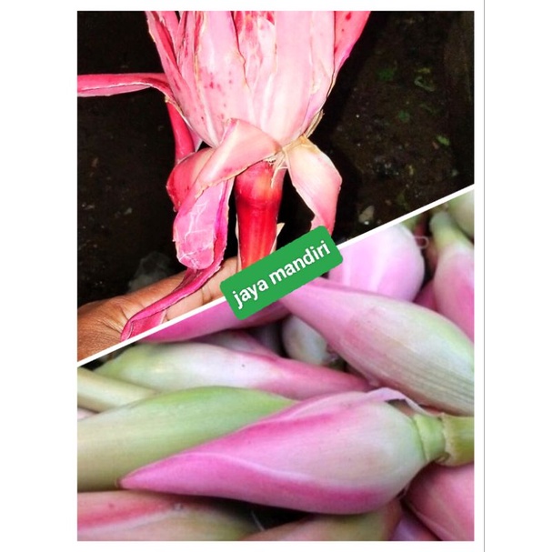 

BUNGA KECOMRANG ATAU ROMEH SEGAR 500GRAM