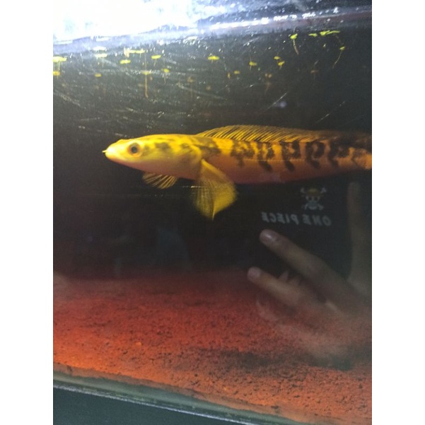 CHANA maru yellow Sentarum