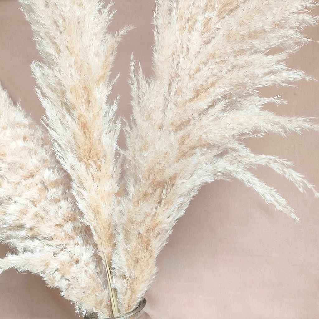 Dried Flower Jumbo Creamy Pampas Bunga Kering Dekorasi Hias Pajangan