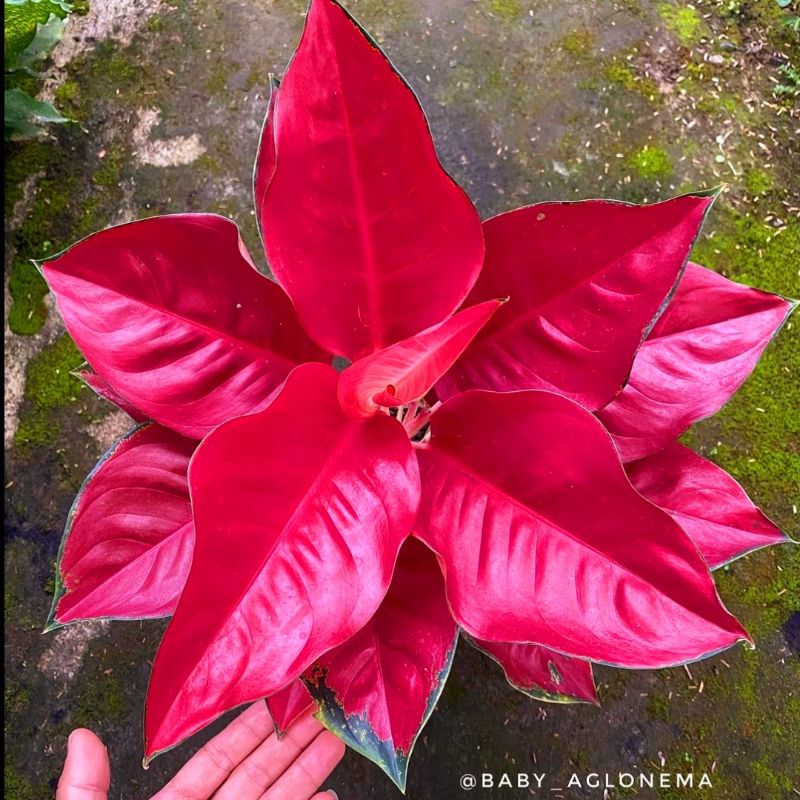 Aglonema suksom jaipong merah (Tanaman hias aglaonema suksom jaipong merah) - tanaman hias hidup - b