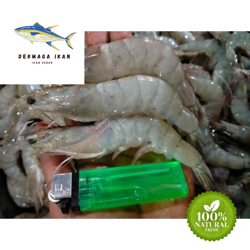 

Udang Vaname Segar Size 50-60 1~Kilogram