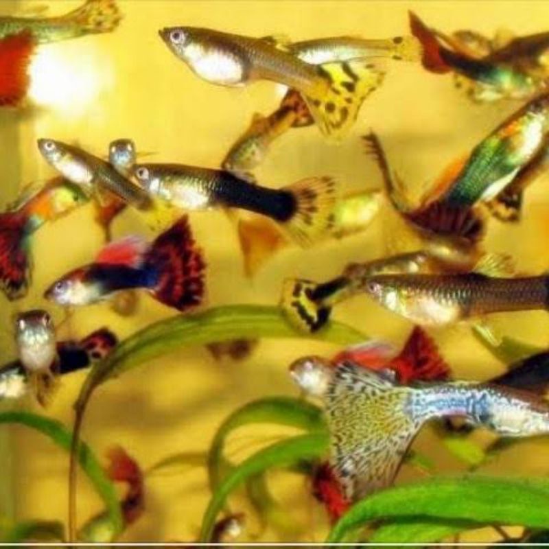 Ikan Guppy paket hemat cendolan 10 jantan 10 betina