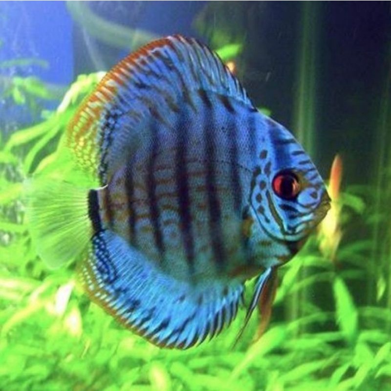 packing styrofoam ikan discus blue cobalt