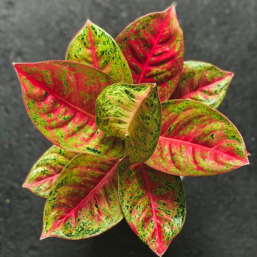 Aglonema cantik-Mahasety murah meriah-aglonema merah murah-tanaman hidup-mahasety aglonema bisa baya