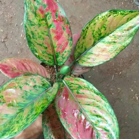 ➷ Tanaman hias aglonema engheng-hengheng ✿