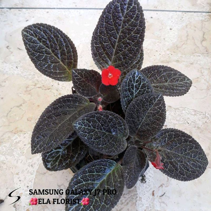 Episcia Karlyn (hanya melayani pengiriman pulau jawa) minimal order 60 ribu bebas berbagai jenis tan