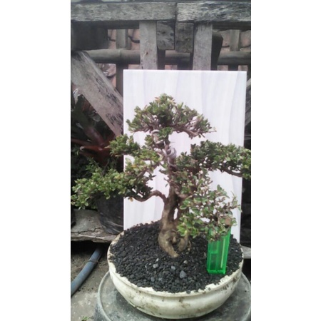 Tanaman bonsai mini mirten sudah jadi tinggal pajang  - TitipBibit