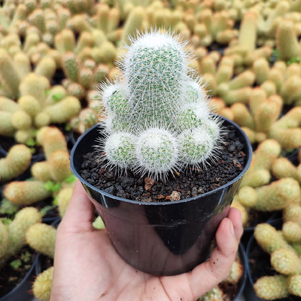 Mammillaria Geminispina | D 10 Cm | Kaktus