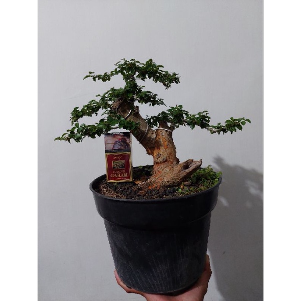 tanaman bonsai sisir micro siap pajang sesuai foto real pict - TitipBibit