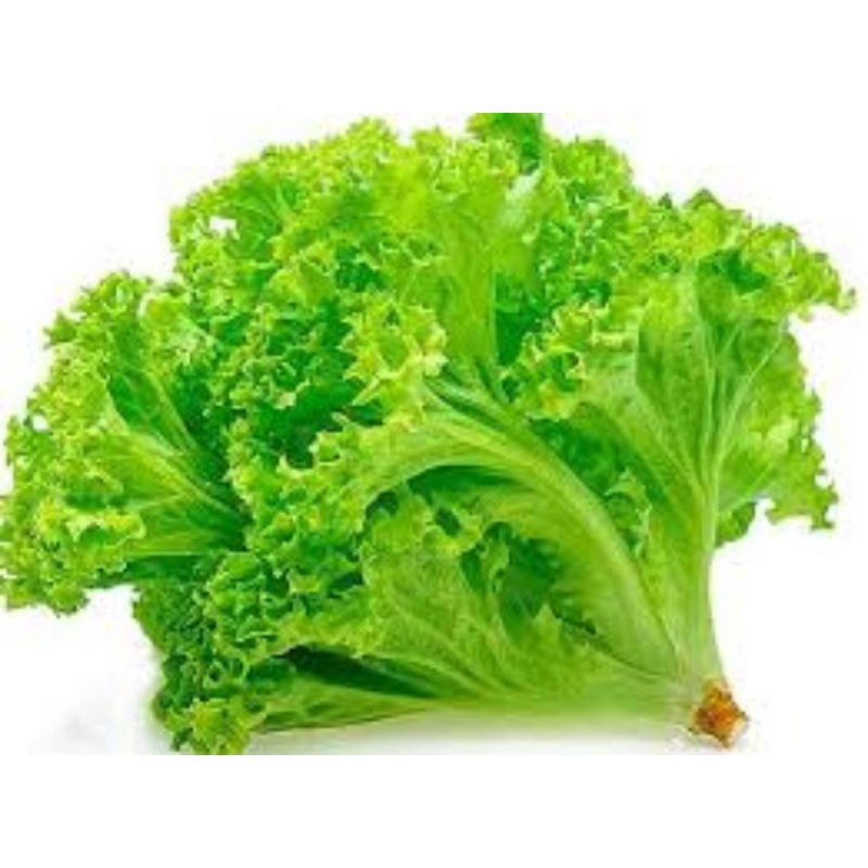 

Selada keriting segar