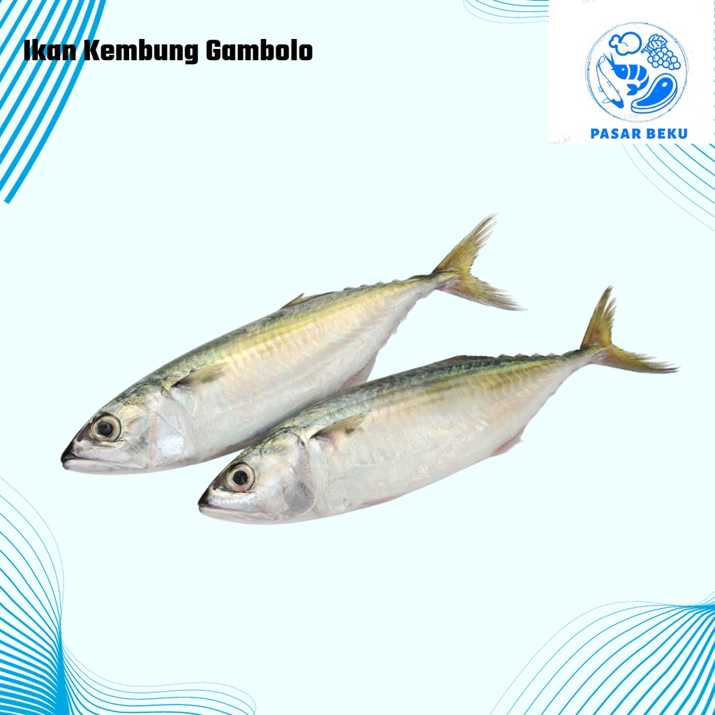 

Ikan Kembung Ikan Gambolo Segar 500gr Pasar Beku Padang