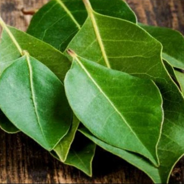 

Daun Salam Segar 250 gram Langsung Dari Kebunnya