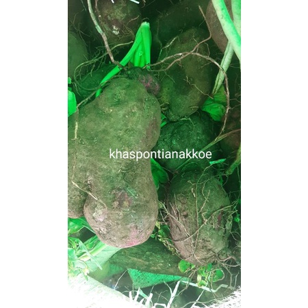 

Keribang / Thai Su Pontianak 1kg