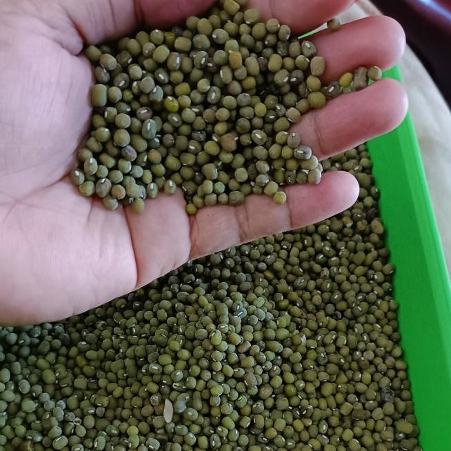 

O21 Biji Kacang Hijau 1 kg Ijo Baru Panen Organik Partai Pengiriman Kargo BARU SPESIAL ㅞ