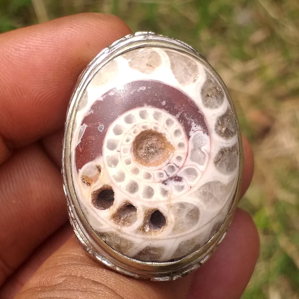 Batu Legend Natural Fosil Keong Buntet Tua Merah Putih Unik Keren Langka Jumbo