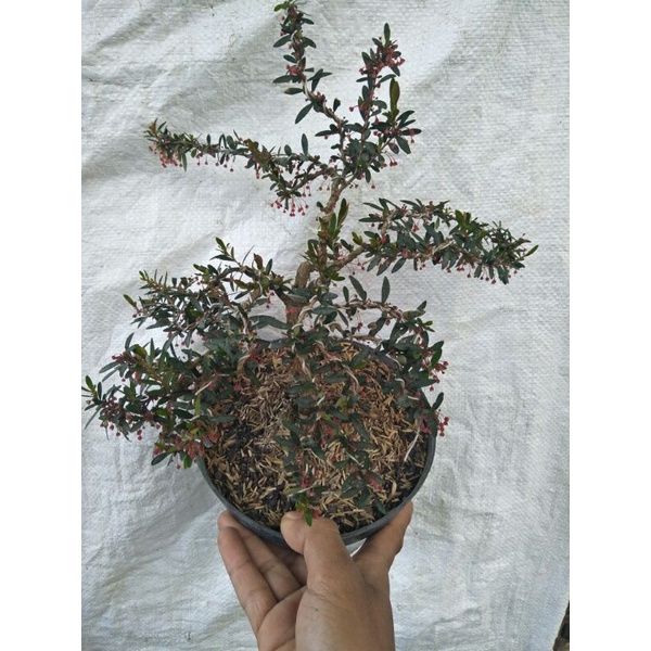 bonsai mini medium cindrawasih rare item - TitipBibit