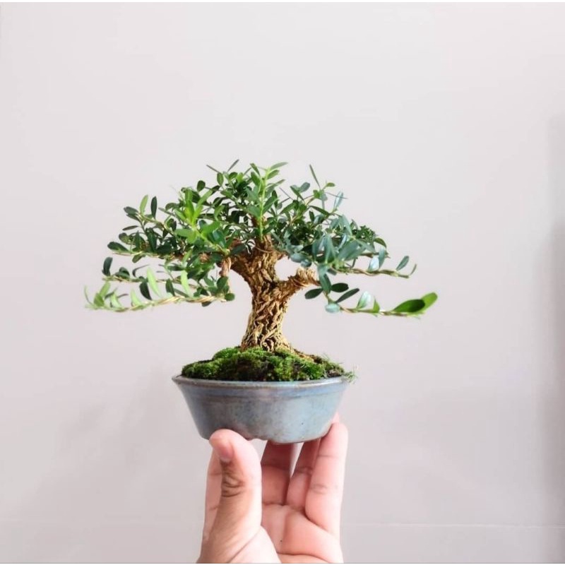 tanaman bonsai mini boxsus / boksus pohon kecil tua - TitipBibit