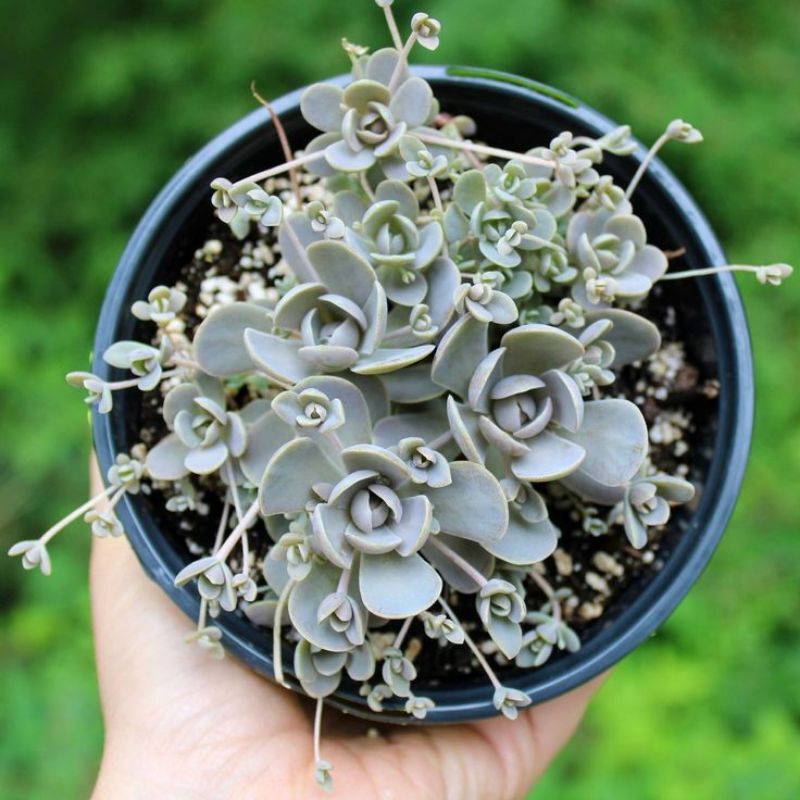 Sukulen Iwarenge Orostacys / Dence Cup