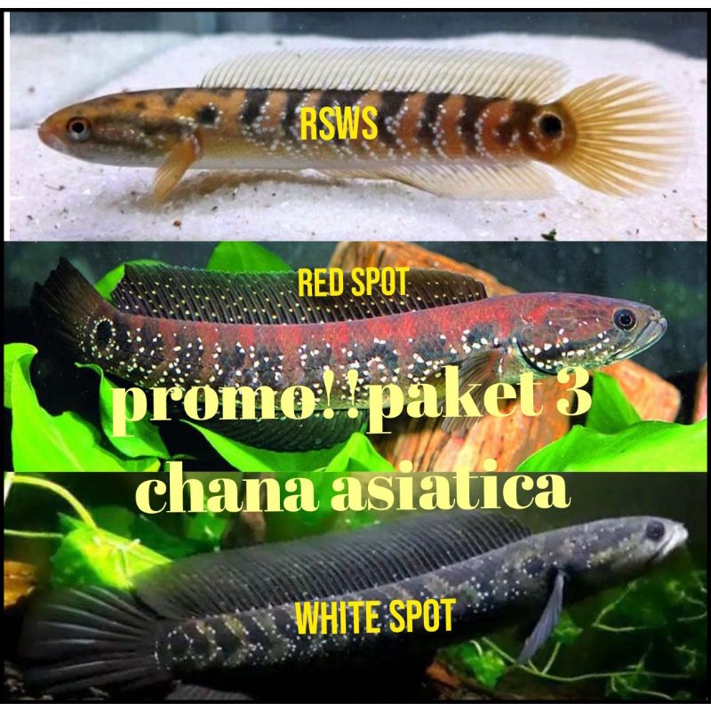 promopaket 3 chana asiatica RSWS, RS, WS