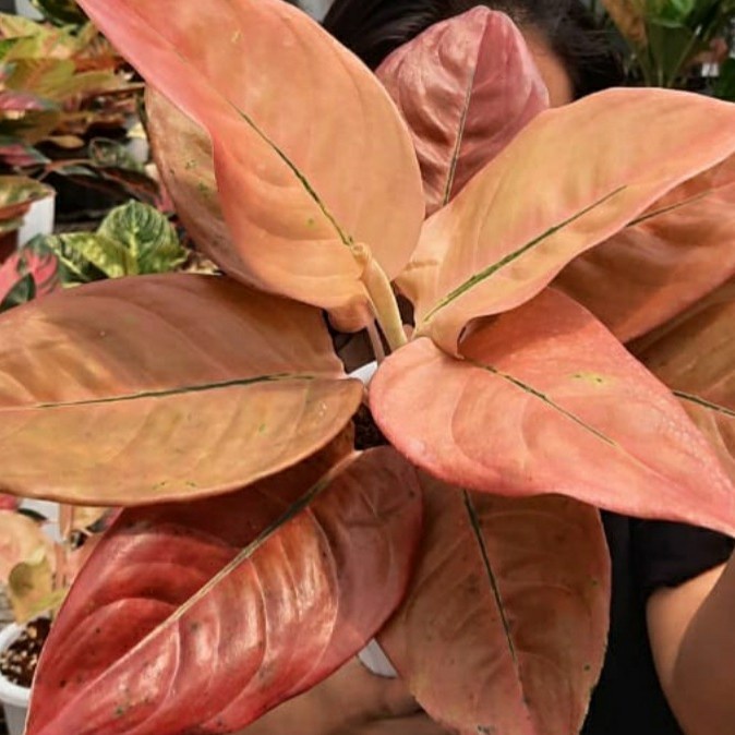 Bibit Bonggol Aglonema Nezkia 100% Asli