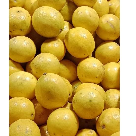 

MEN SALE LEMON CALIFORNIA IMPORT