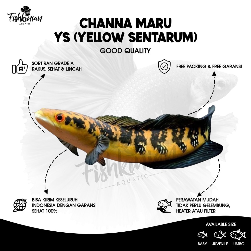 Baby Channa Yellow Sentarum size 6-7 cm