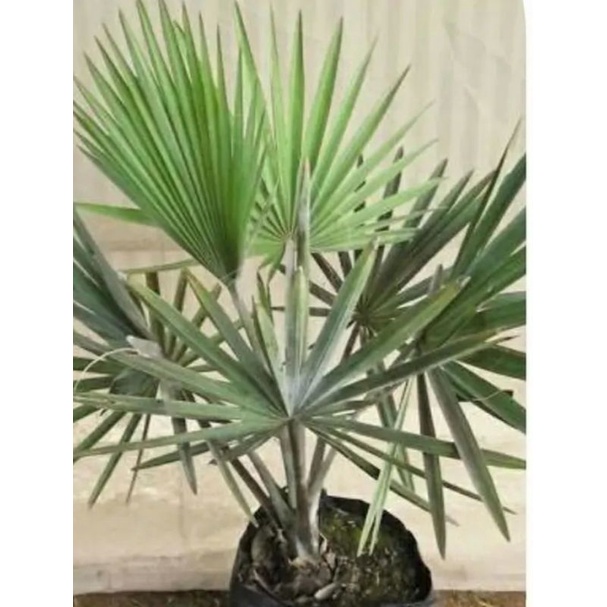 Bibit Pohon Lontar/Buah Siwalan Daun 7-8 Batang siap tanam bisa juga buat bonsai GARANSI