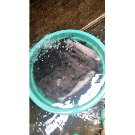 

Ikan Gurame segar