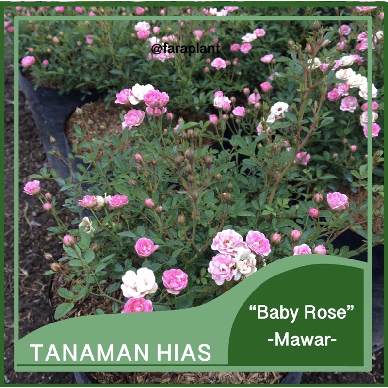 Mawar Minion/babyrose