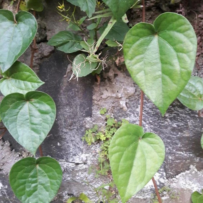 

Daun sirih segar 250 gram sereuh ada batang hijau ada merah