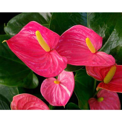 Tanaman Hias Anthurium Adreanum - Bunga Anthurium