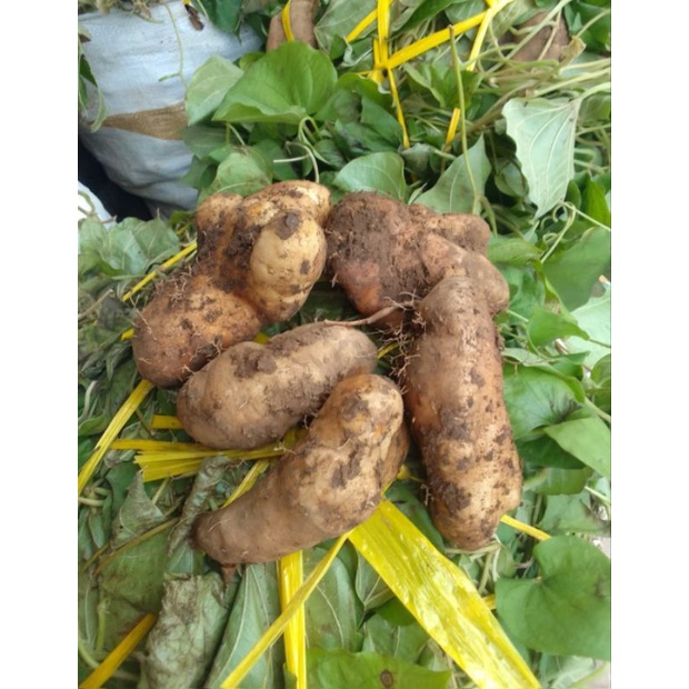 

Gembili Ketan 1 kilogram