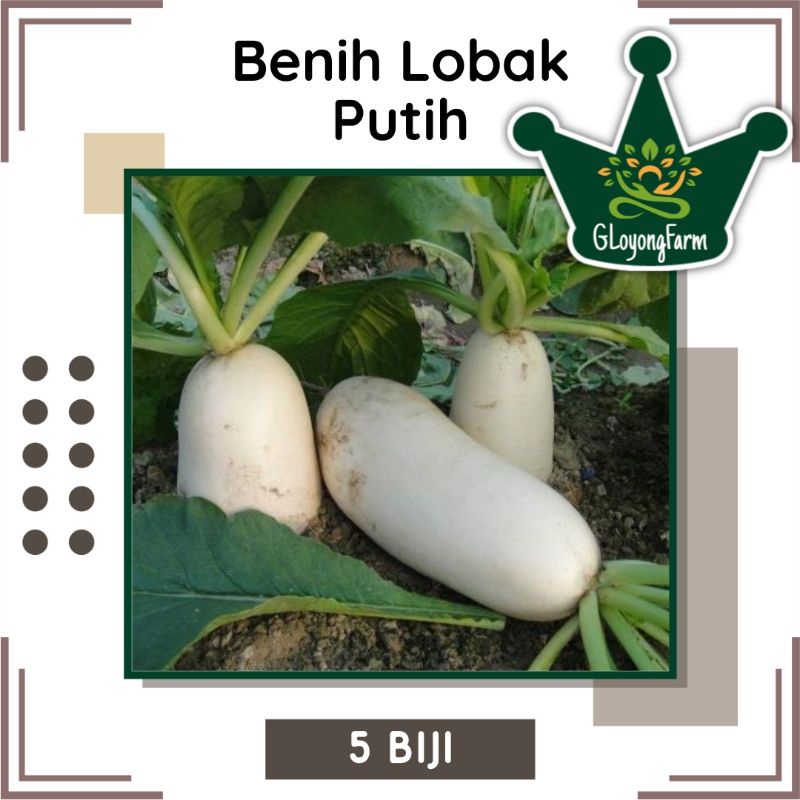 Benih Bibit Lobak Putih Chinese Radish - Bibit Sayuran