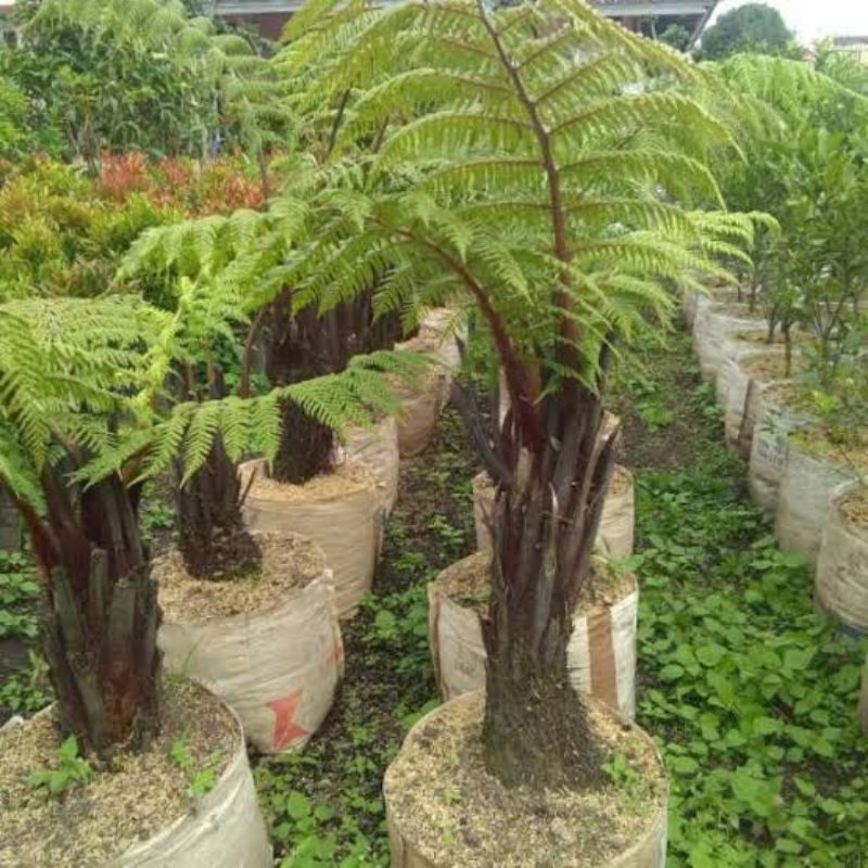 Pakis Paku Tiang Pakis Ekor (nephrolepis cordifolia) Monyet 20 cm