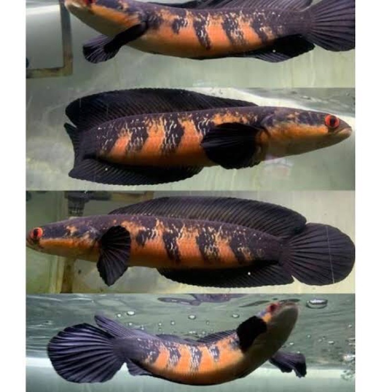 baby red barito siap proges