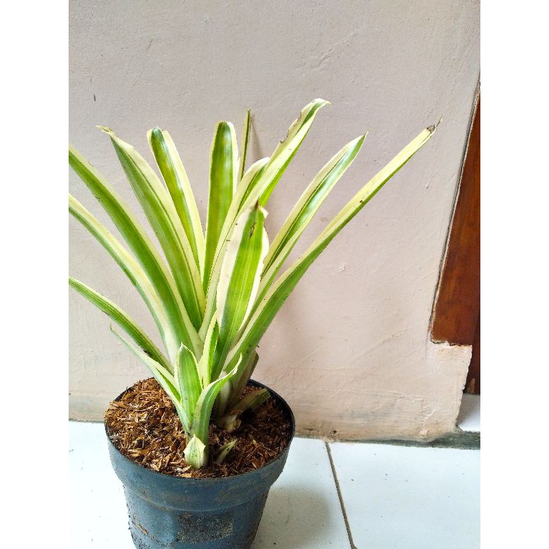 TANAMAN HIAS/BUNGA HIAS/BROMELIA HIJAU GARIS PUTIH/BROMOLIA pohon hidup - TitipBibit