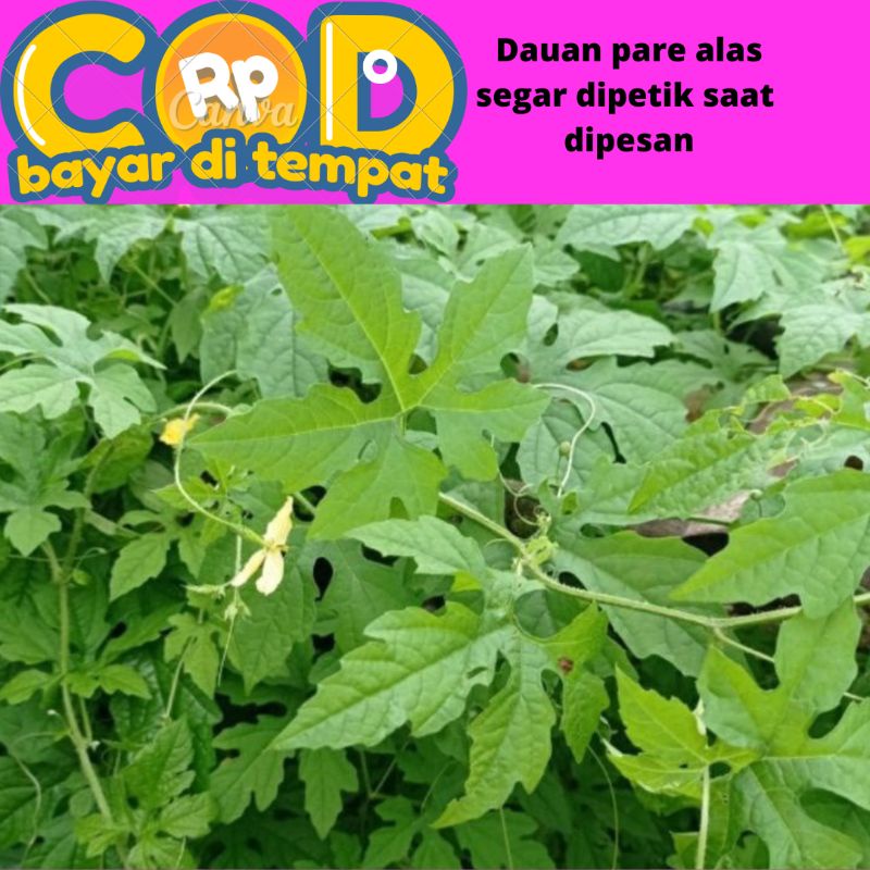 

Daun pare alas dipetik saat di pesan 250 gram