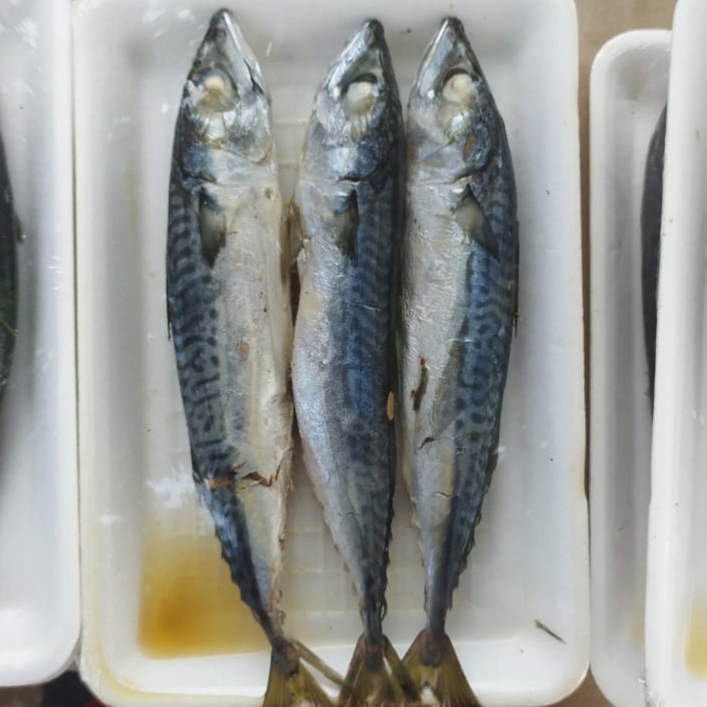 

Ikan Pindang Salem Segar isi 2 ekor per pack